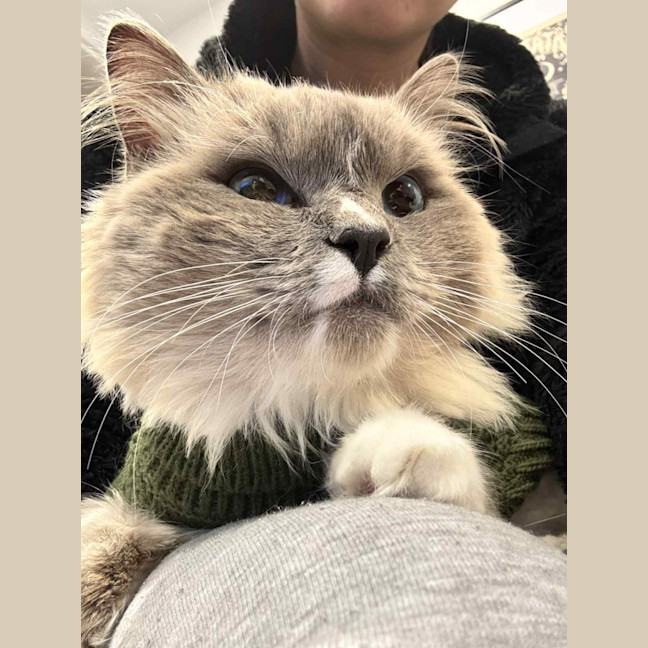 Photo of Beignet