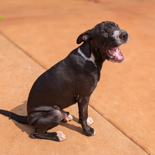 Photo of Domino