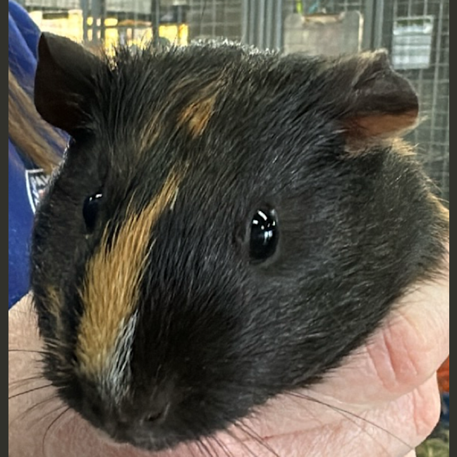 Photo of Mary (Bonded To Josephine)