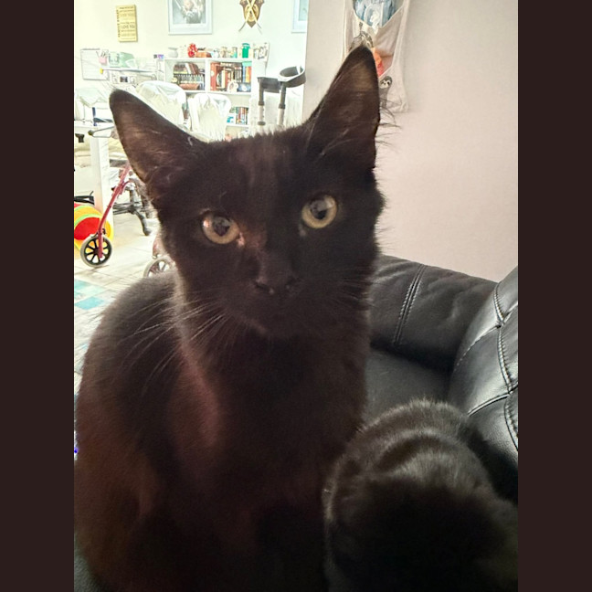 Photo of Licorice & Oreo