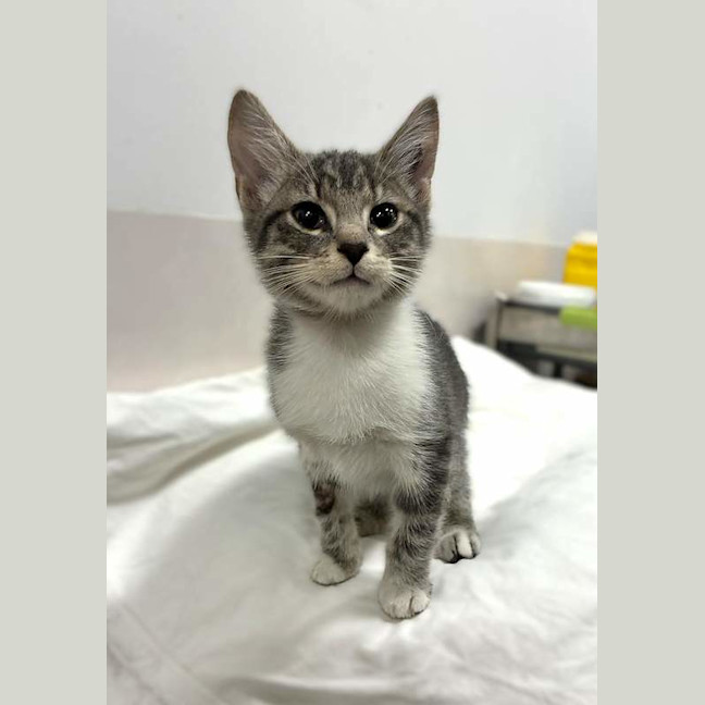 Photo of Ziggy