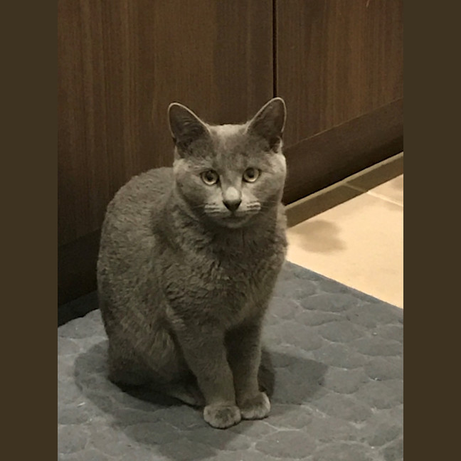 Photo of Mia (Memeow)