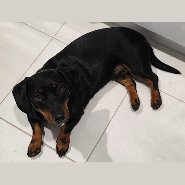 Photo of Kip   2 Year Old Cattle Dog X Dachshund