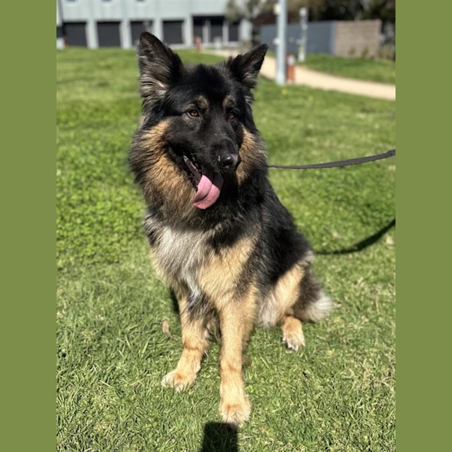 Photo of Rex