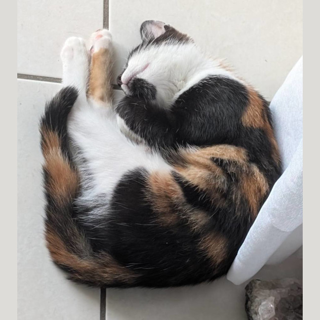 Photo of Kitty Mc Kitty