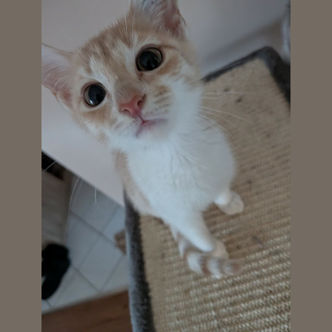 Photo of Nibbles 