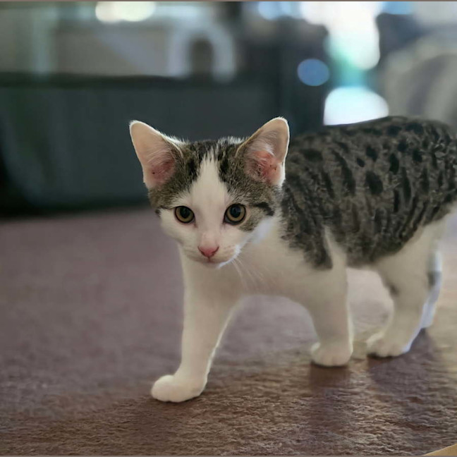 Photo of Aspen Meet Me@Petstock Chelsea Store 