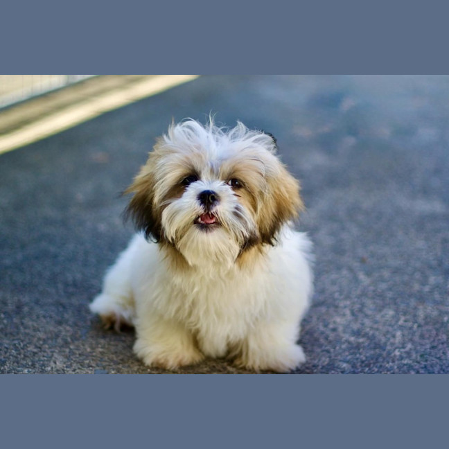 Photo of 🐶 Bailey 🐶