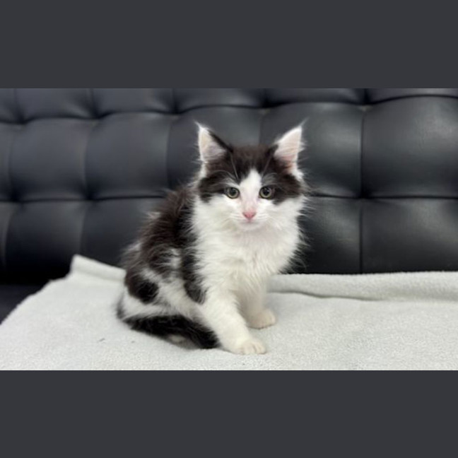 Photo of Domino