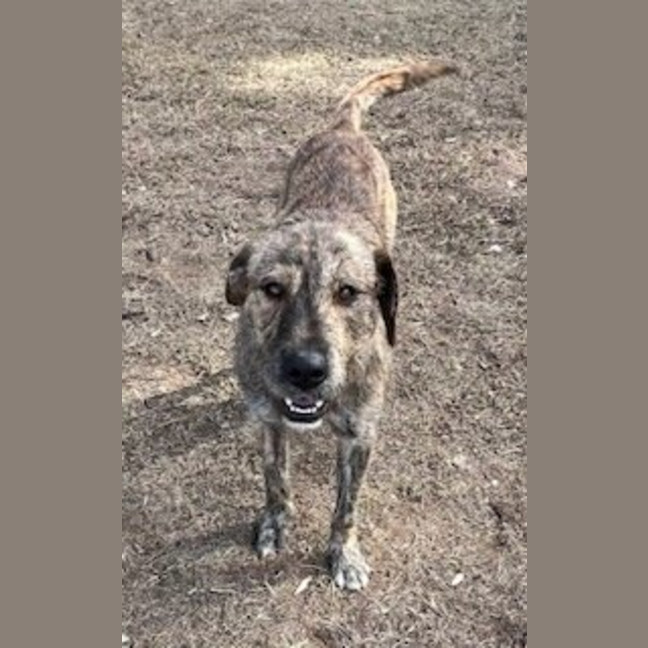 Photo of Bango
