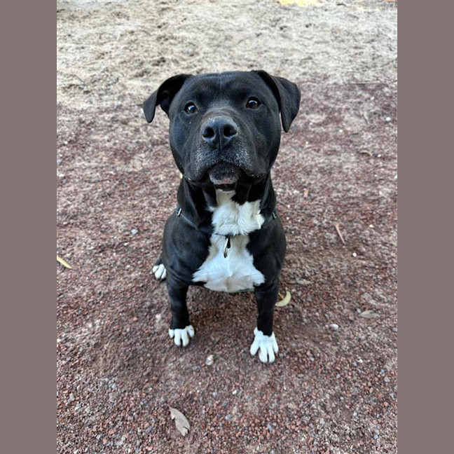 Photo of Tank