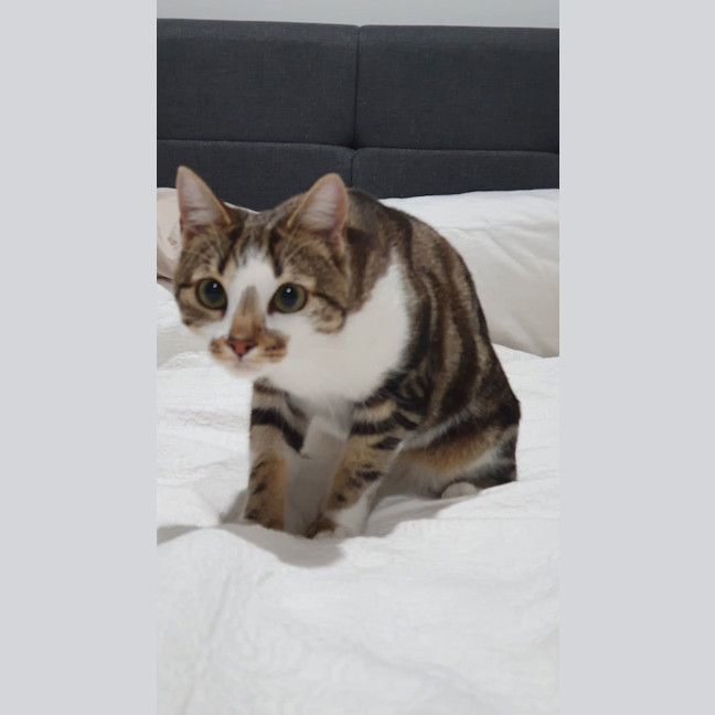 Photo of Mishka (Was Miss Fish Stick)