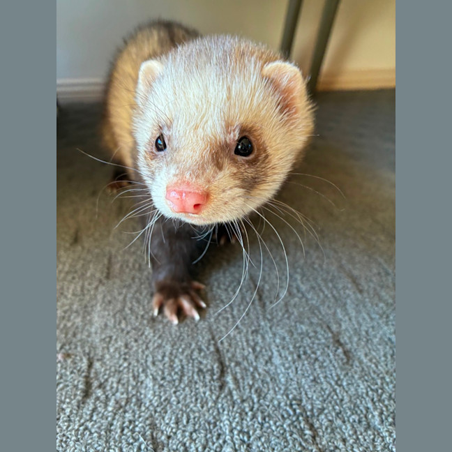 Photo of Maximus