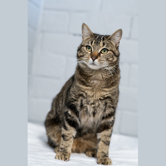 Photo of Maple