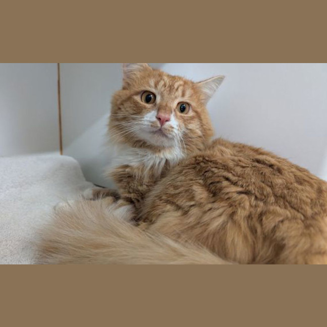 Photo of Chonky Chester