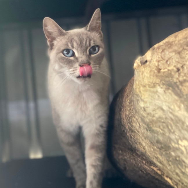 Photo of Kimba