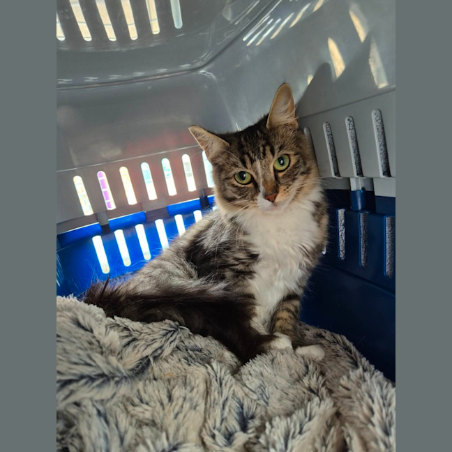 Photo of Darcy! ☘️