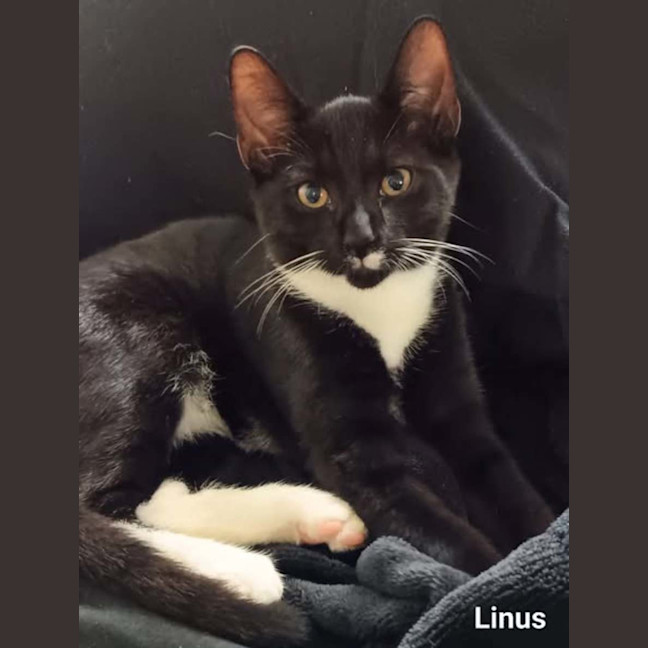 Photo of Linus