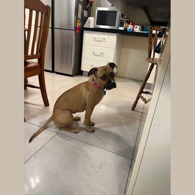 Photo of Bailina Pawsley (Bailey)