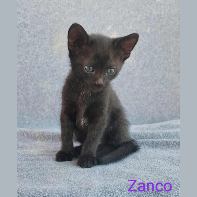 Photo of Zanco