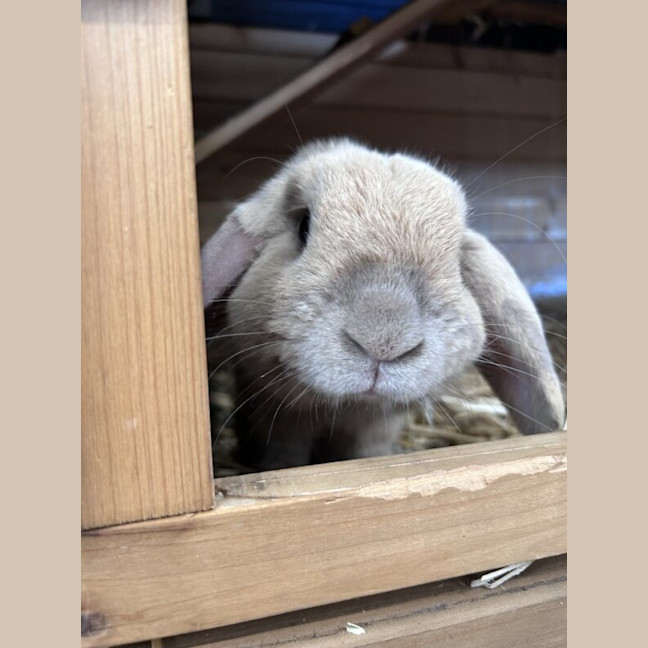 Photo of Chicken Nugget