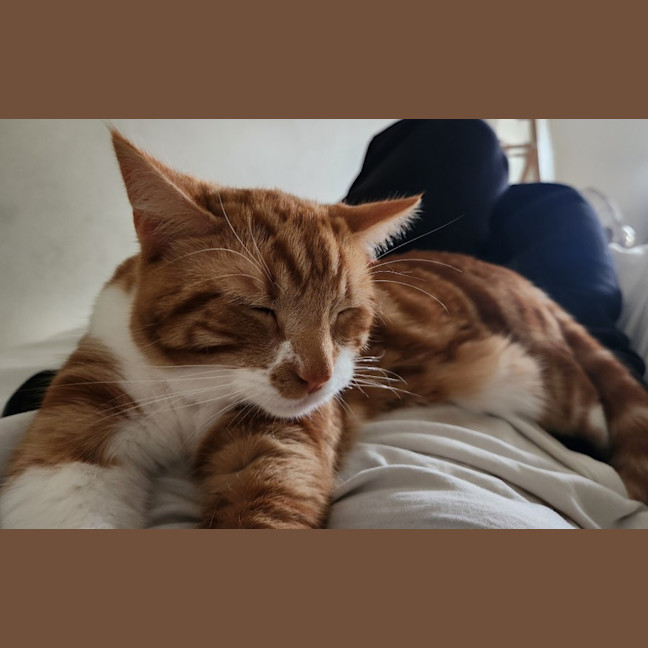 Photo of Baron Marmalade