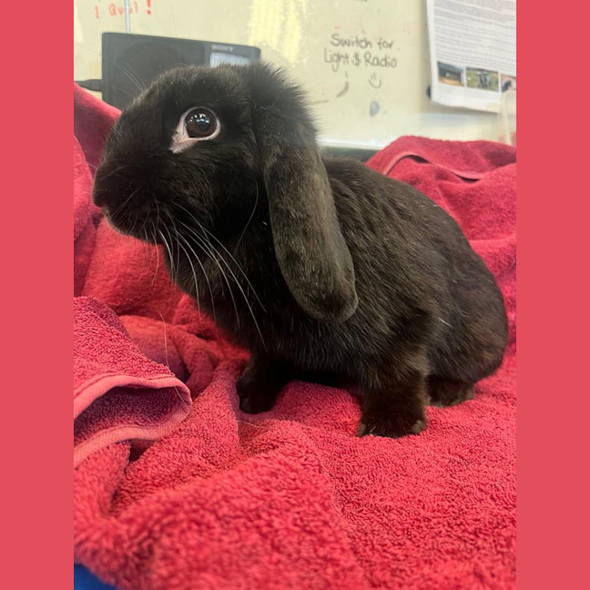 Photo of Strawberry