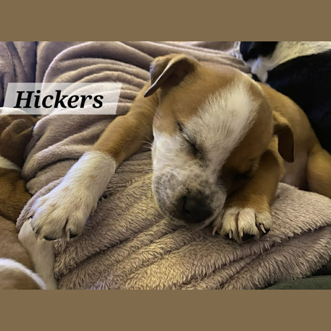 Photo of Hickers