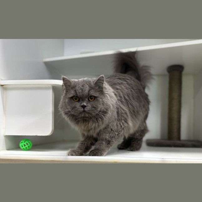 Photo of Boris