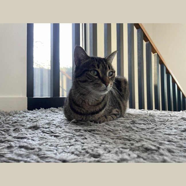 Photo of Suzie   Located In Macleod