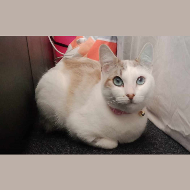 Photo of Misty