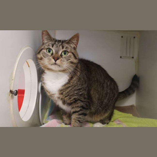 Photo of Honey
