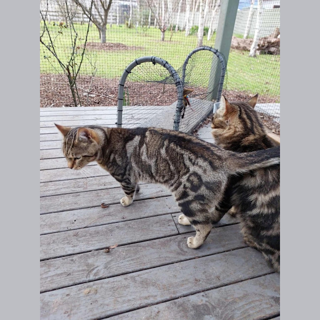 Photo of Mr Tabby Pants