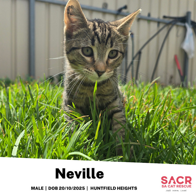 Photo of Neville