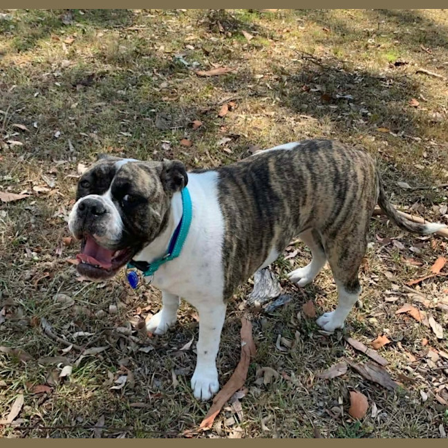 Photo of Lexi   6 Month Old Australian Bulldog