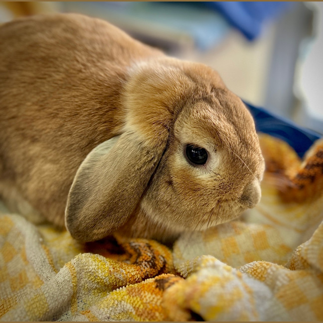 Photo of Brunost