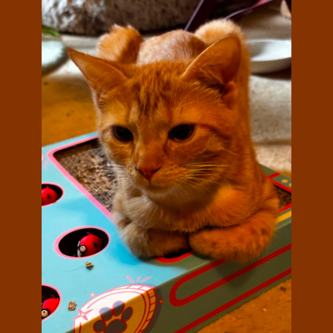 Photo of Corona ** 2nd Chance Cat Rescue**