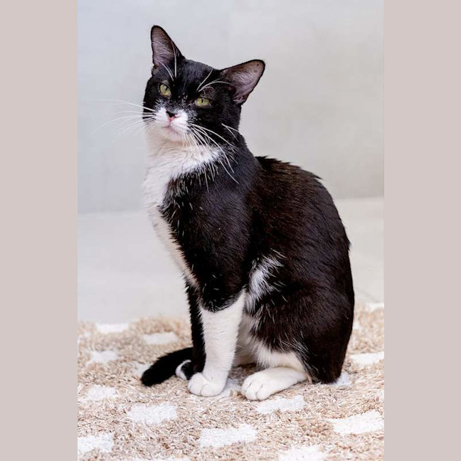 Photo of Phoenix