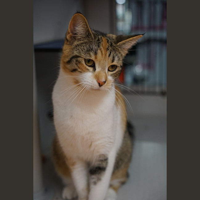 Photo of Harley