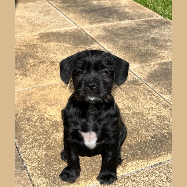 Photo of Tilly