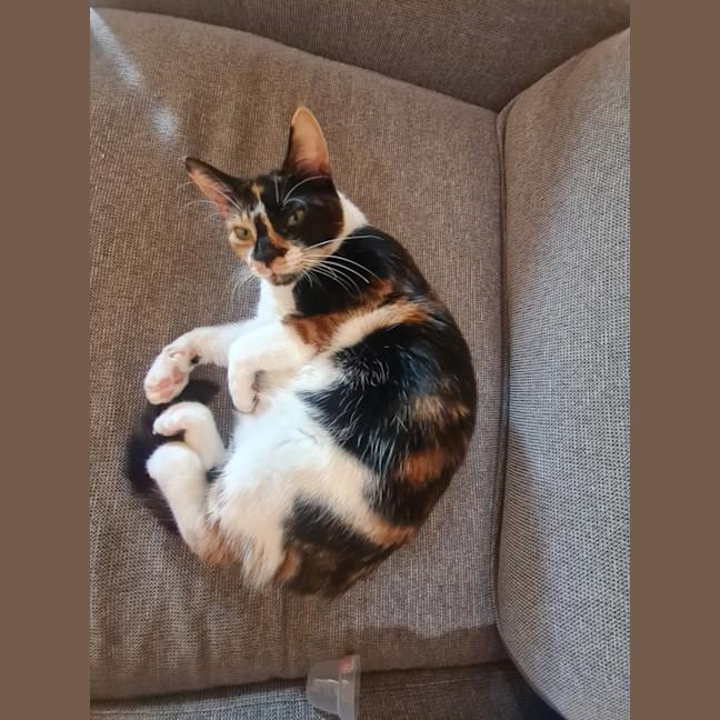 Photo of Jade