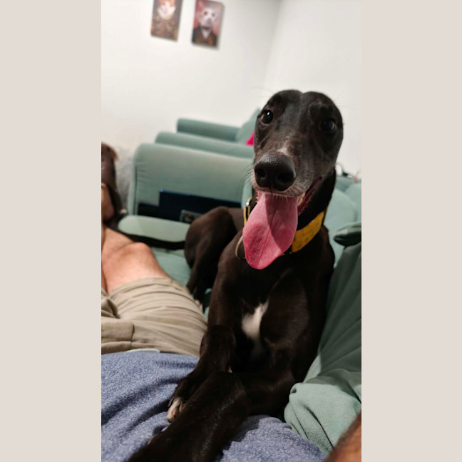 Photo of Eve, The Greyhound