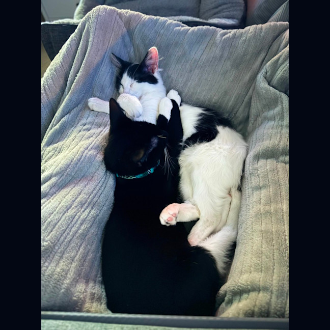 Photo of Aries & Phoenix