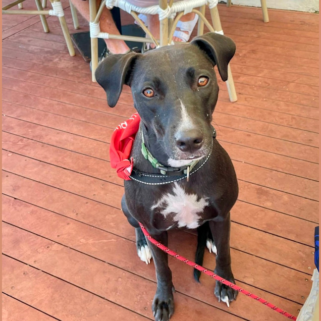 Photo of Fern *$250 Adoption Fee*