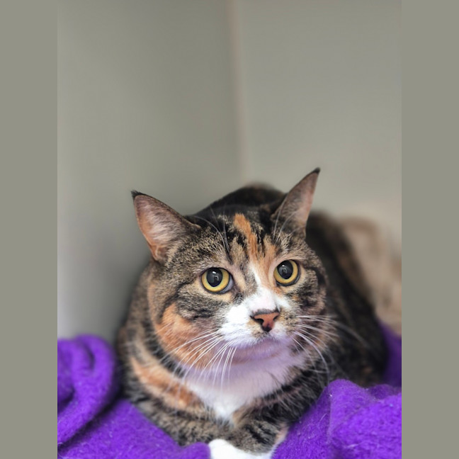 Photo of Fat Cat