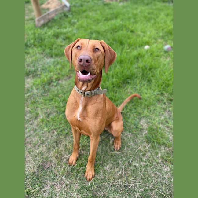 Photo of Olive