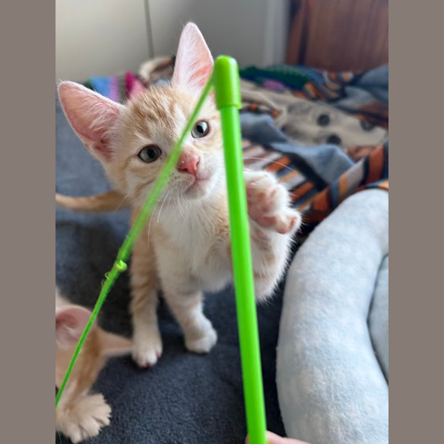 Photo of Saffron