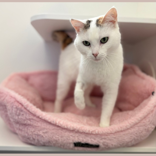 Photo of Lilly Pilly 