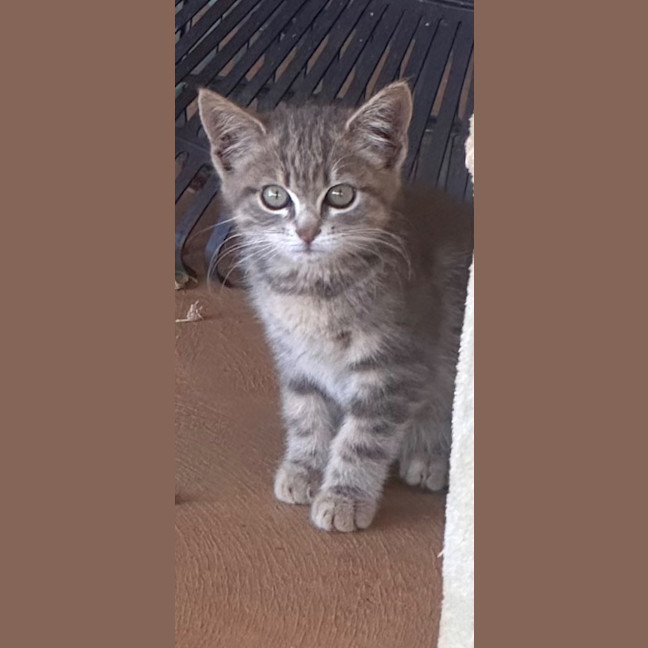 Photo of Kitty (Kale)