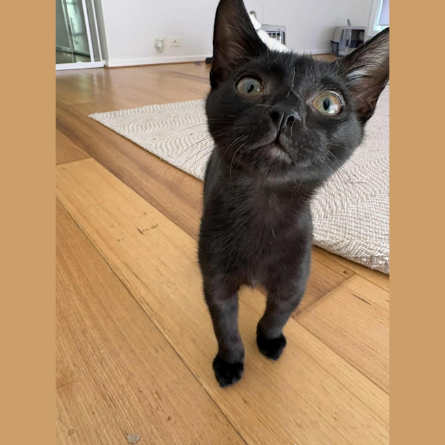 Photo of Hopper 